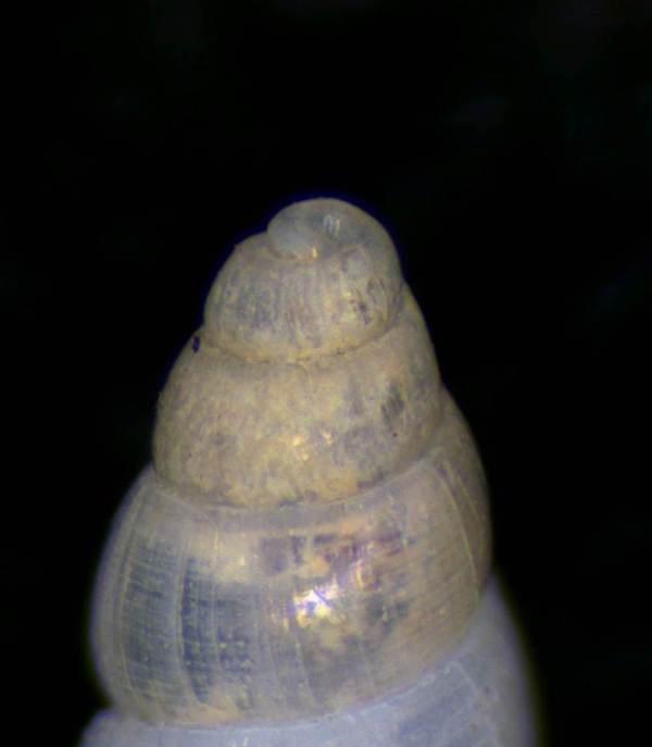 Odostomia da confermare